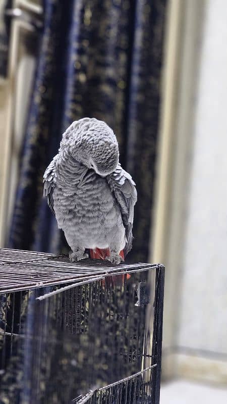 African Grey Parrot Female 4