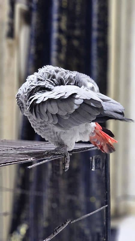 African Grey Parrot Female 5