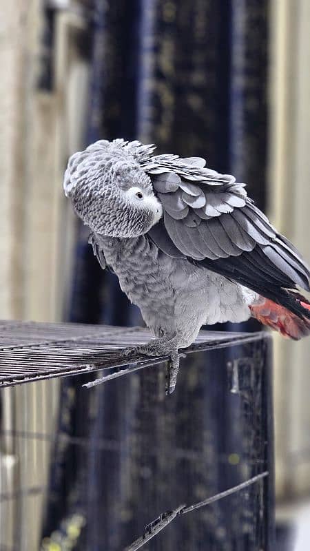 African Grey Parrot Female 6