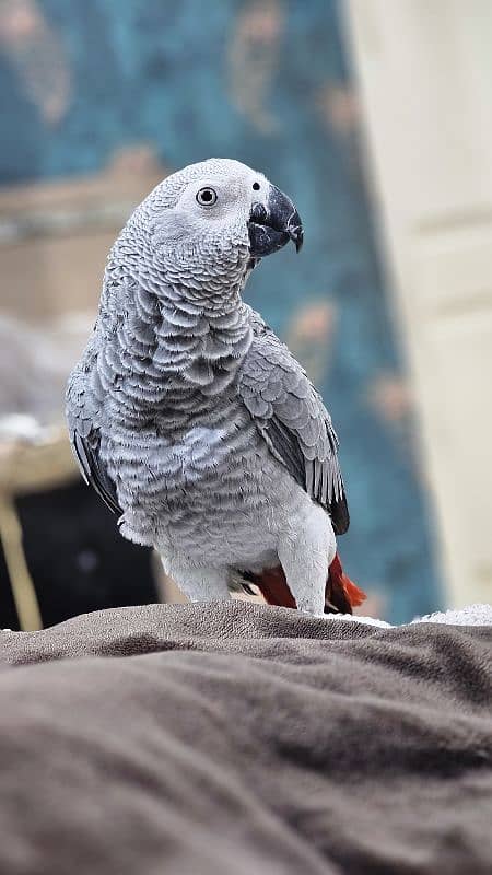 African Grey Parrot Female 7