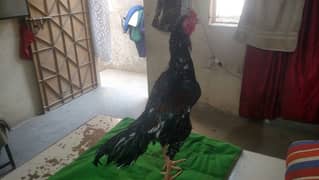 Aseel Big Pullya Rooster For Sale Immediately