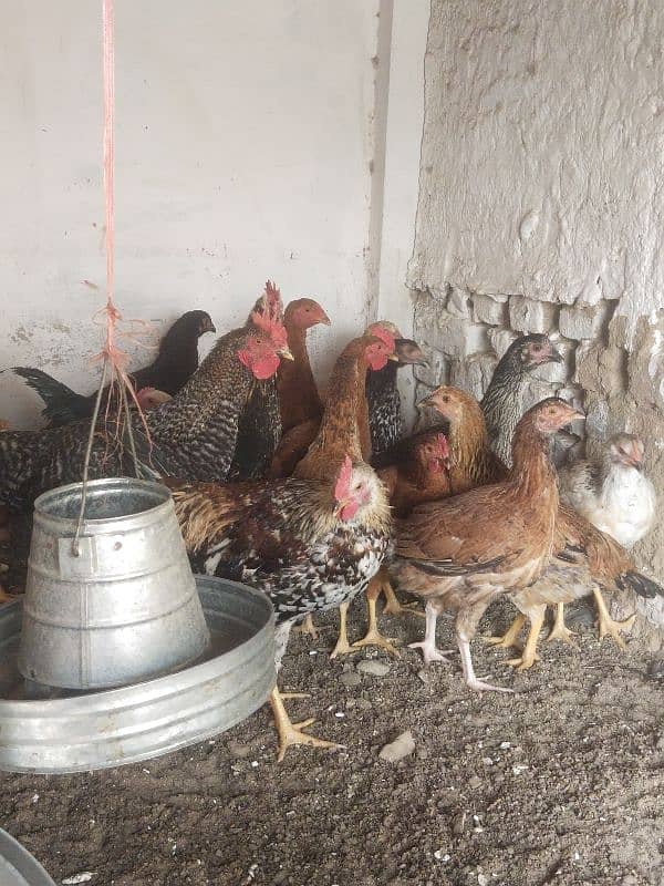 Vital Poultry Golden high performance chicks available 0