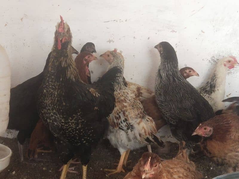 Vital Poultry Golden high performance chicks available 2