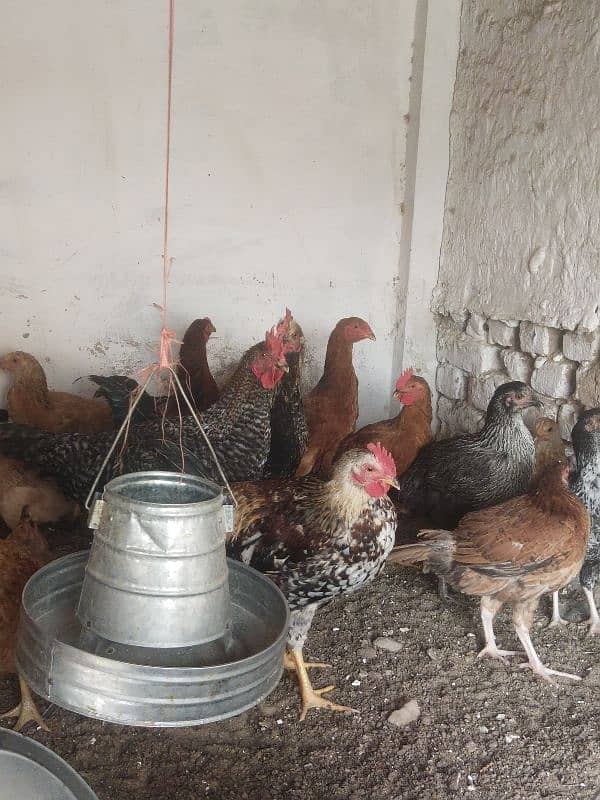 Vital Poultry Golden high performance chicks available 3