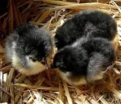 day old austerlop chicks