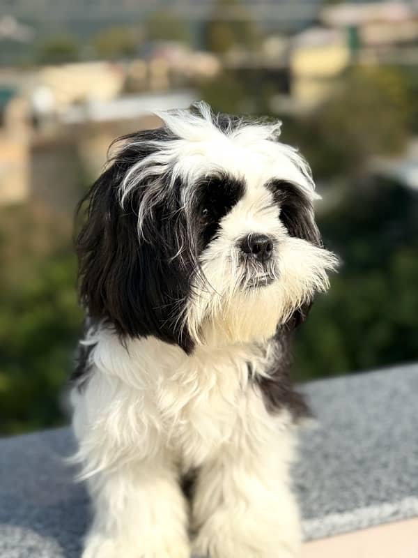 shihtzu 0