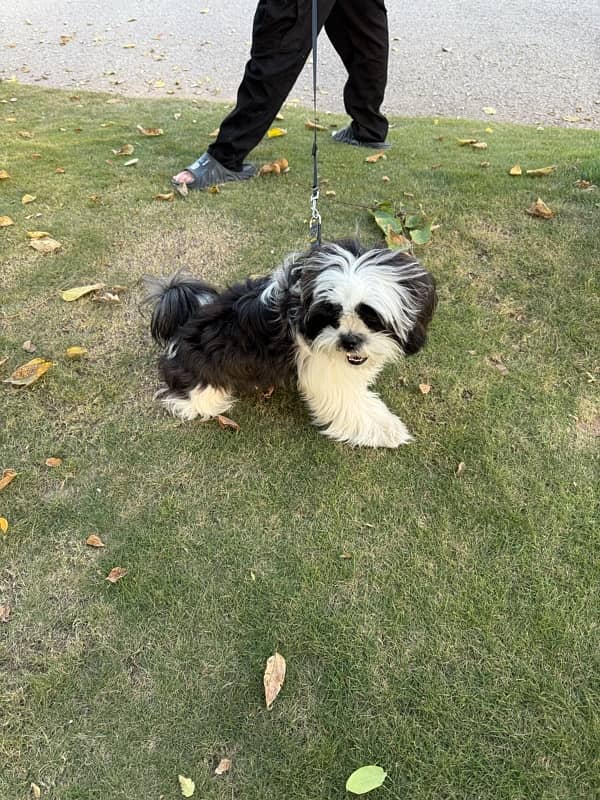 shihtzu 2