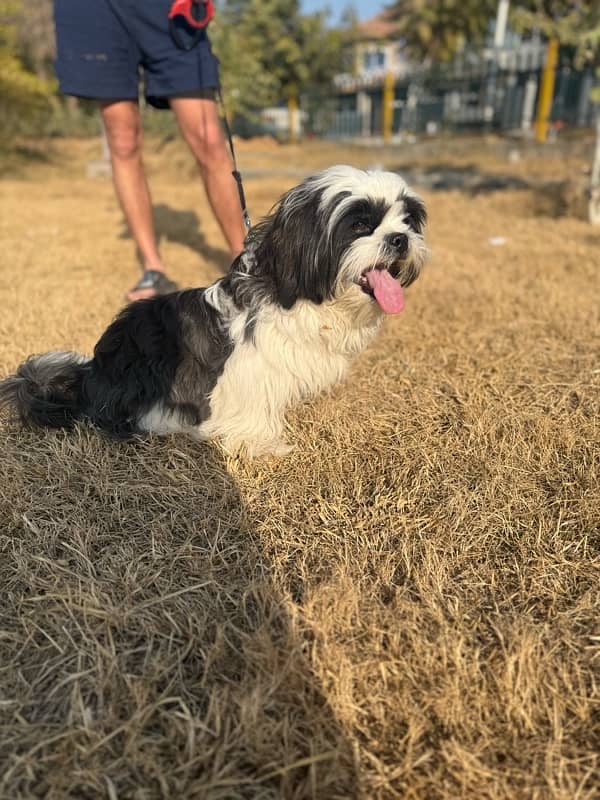 shihtzu 3