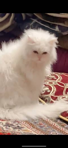 White Female Persian Cat