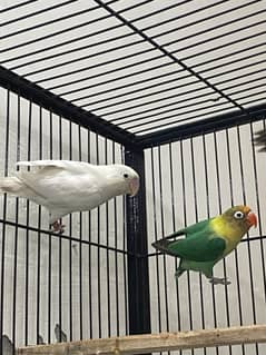 Love birds breeder pair