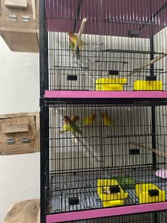 Full setup of lovebirds breeder pair