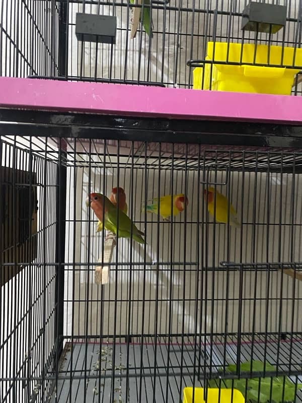 Full setup of lovebirds breeder pair 1