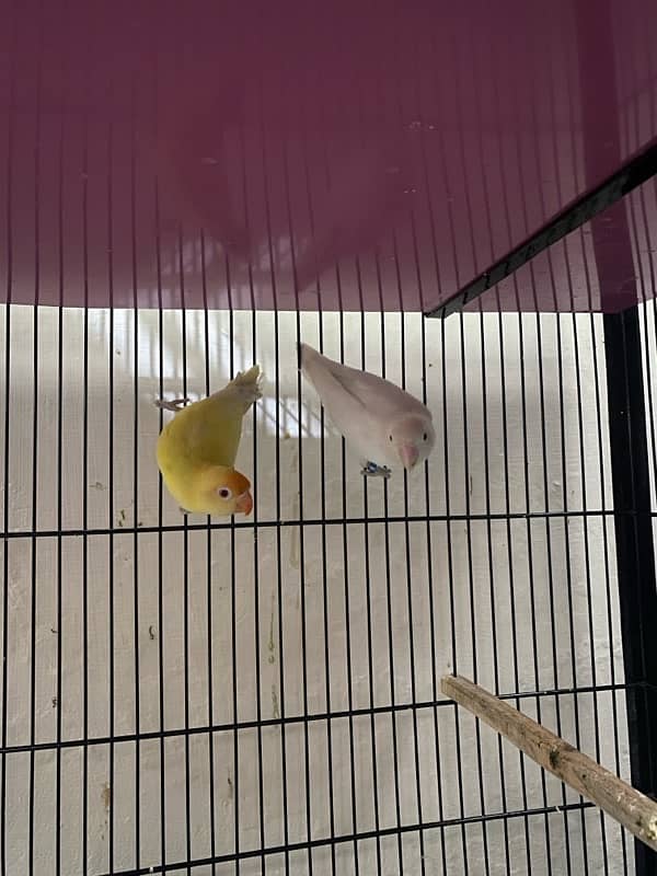 Full setup of lovebirds breeder pair 2