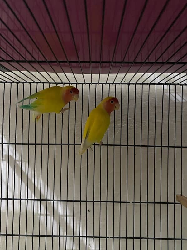 Full setup of lovebirds breeder pair 3