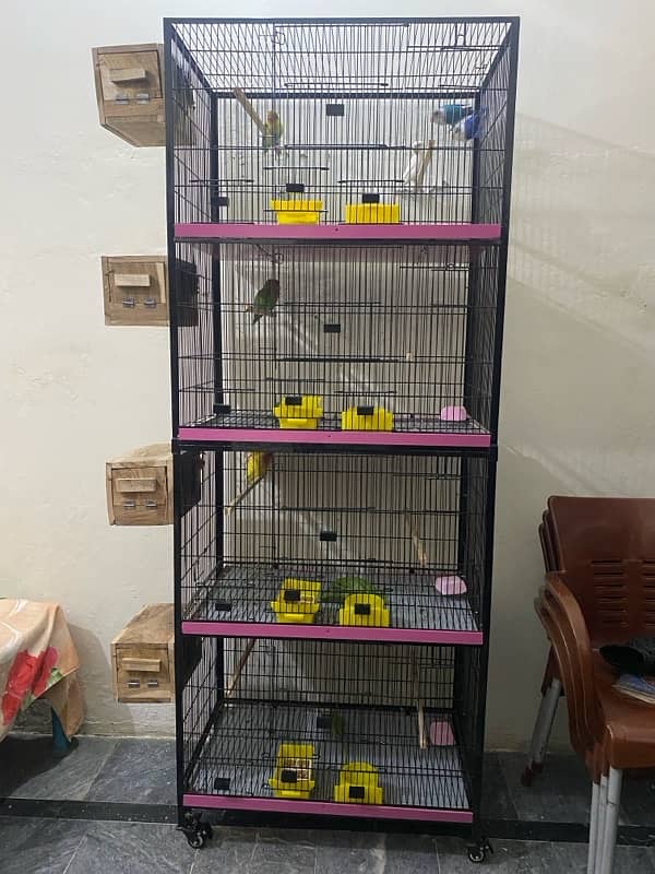 Full setup of lovebirds breeder pair 4