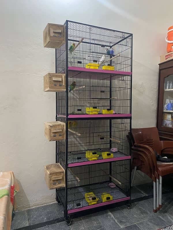 Full setup of lovebirds breeder pair 5