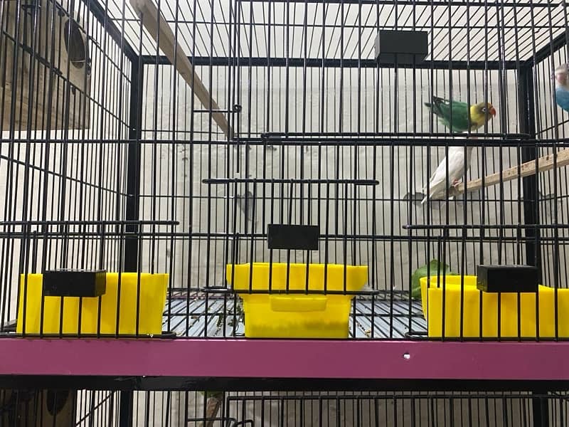 Full setup of lovebirds breeder pair 6