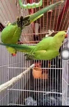 green parrot for sale 03054636833