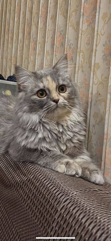 Rare Grey colour Persian cat 0