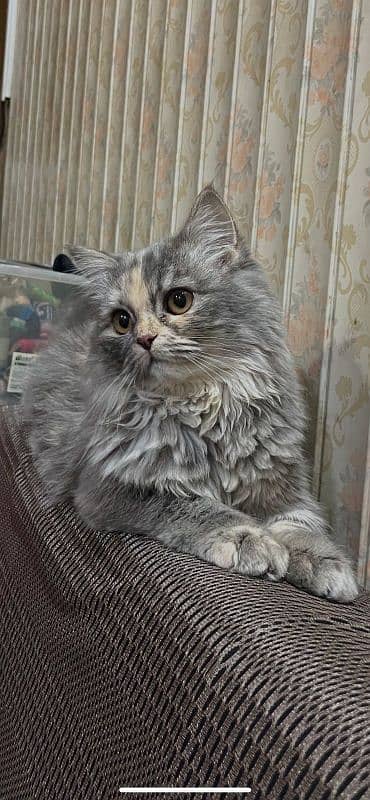 Rare Grey colour Persian cat 1