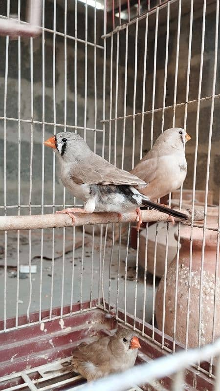 Mutation finches 1