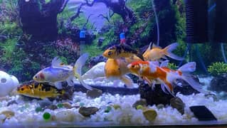 Aquarium for sale urgent