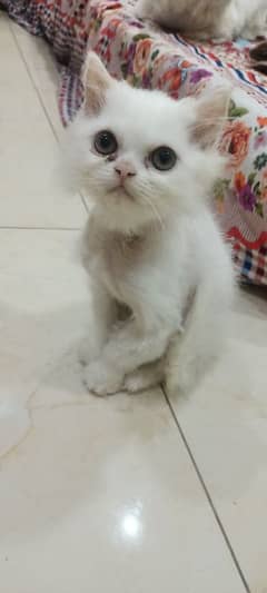 Persian Female Kitten Triple Coated 3 Months