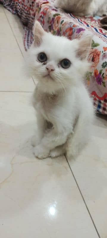 Persian Female Kitten Triple Coated 3 Months 0