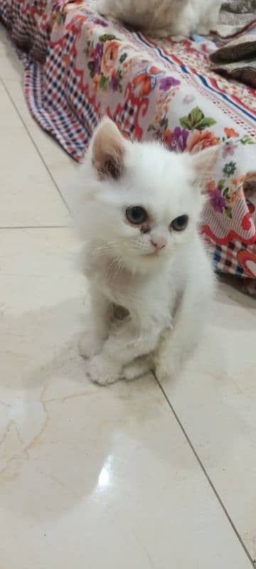 Persian Female Kitten Triple Coated 3 Months 1