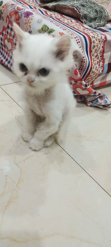 Persian Female Kitten Triple Coated 3 Months 2