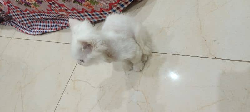 Persian Female Kitten Triple Coated 3 Months 3