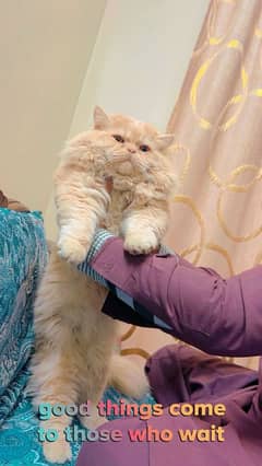 Persian Male adult Cat with All accessories urgent sale