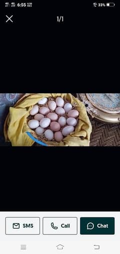 desi Egg for Sale