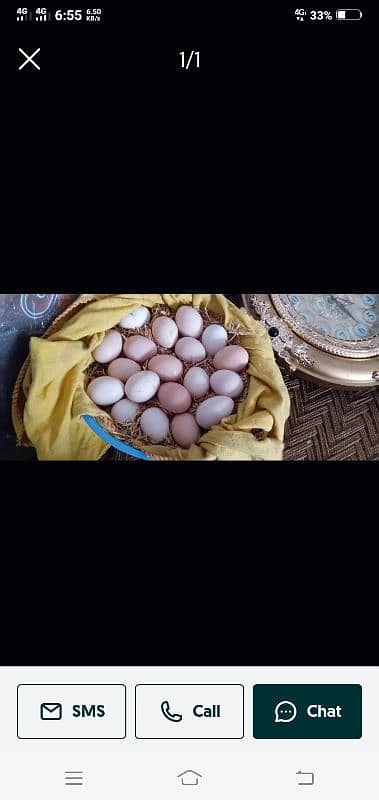 desi Egg for Sale 0