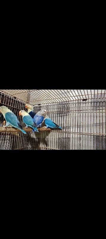 Albino Red Eyes Parlbue & Blue Fisher Love Birds Available 4