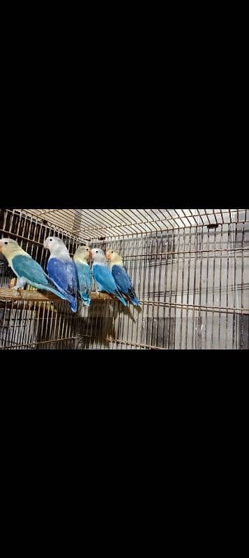 Albino Red Eyes Parlbue & Blue Fisher Love Birds Available 5