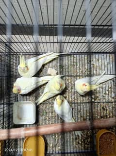 cocktail parrots for sale *3 chicks