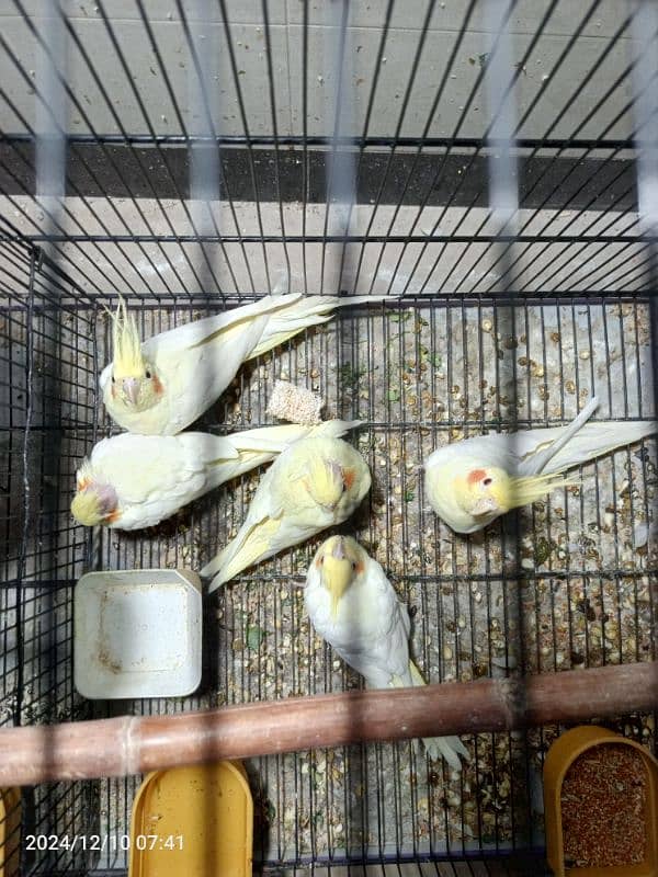 cocktail parrots for sale *3 chicks 0