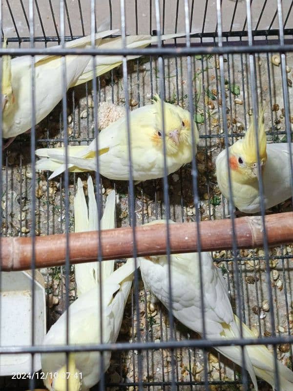 cocktail parrots for sale *3 chicks 1