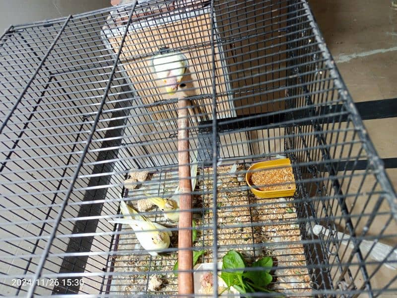 cocktail parrots for sale *3 chicks 2