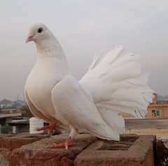 White Fantail Pigeon