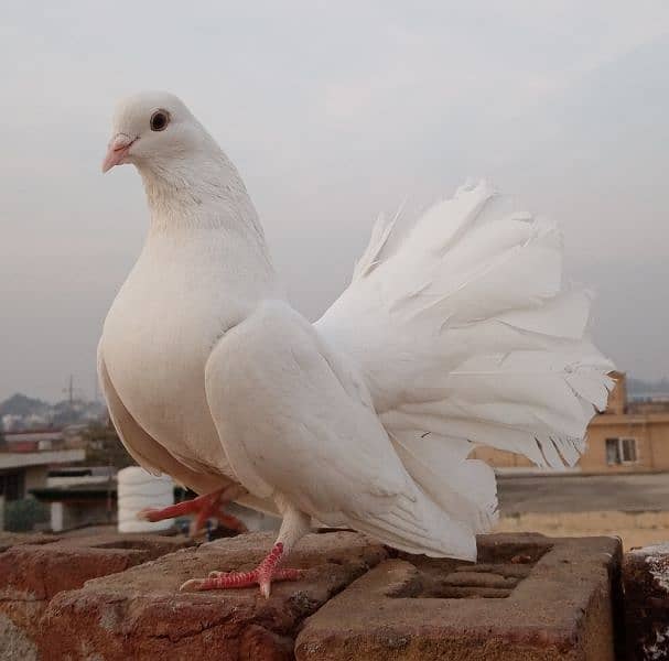 White Fantail Pigeon 0