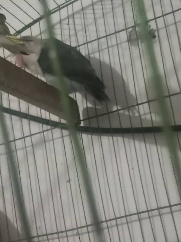 lovebird female Confirm D N A Austrlain beautiful color breder pair 4