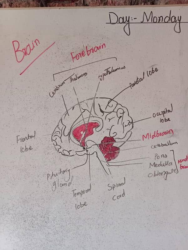 Science Teacher 1