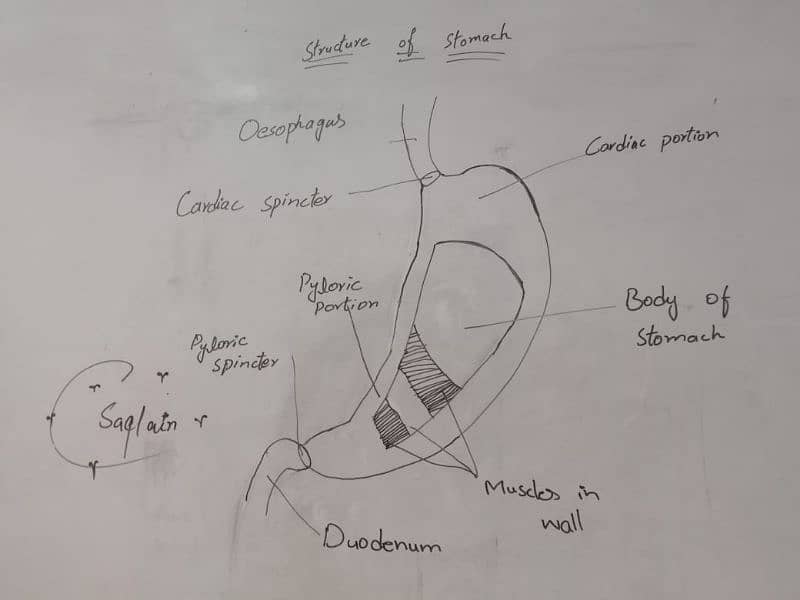 Science Teacher 7