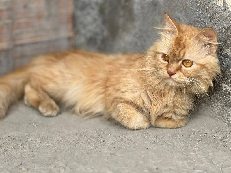 Persian female cat friendly triple coat fully trained vaccinated 0