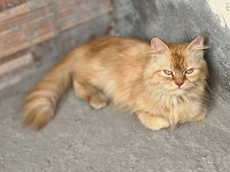 Persian female cat friendly triple coat fully trained vaccinated 1