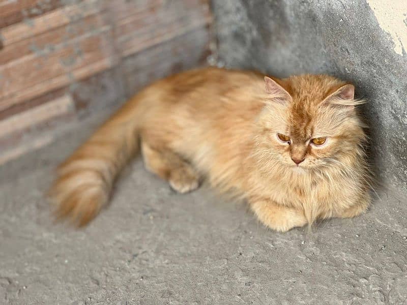 Persian female cat friendly triple coat fully trained vaccinated 2