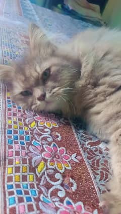 7 months Persian male  cat. its vaccinated.