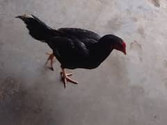 black male chicken